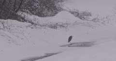 4K Grey Heron stalking prey in pond through snow - SLOG2 