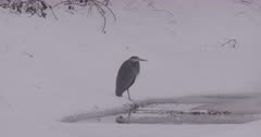 4K Grey Heron stalking prey in pond through snow, tighter shot - SLOG2
