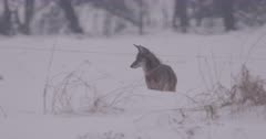 4K Coyote hunting in farm field in snow, head on to camera then walks behind snow drift, Slow Motion - SLOG2  