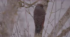 Northern Flicker Woodpecker on branch, extreme long lens - SLOG2
