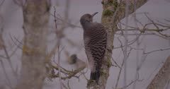 Northern Flicker Woodpecker female resting on branch, wind blows feather, Chick-a-dee lands behind - Slow Motion - SLOG2