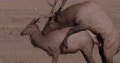 4K Elk Male/Bull courting &amp; mounting female in meadow, Slow Motion - SLOG2 Not Colour Corrected