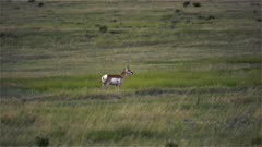 4K Prong Horn Antelope standing in grass on Pairies after sunset wagging tail