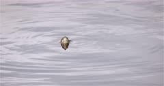 4K Painted Turtle poking it's head out of lake, submerges with bubbles and ripples - Slow Motion