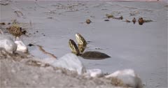4K Painted Turtle two in water at edge of lake, one submerges -  Slow Motion