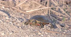 4K Painted Turtle digging in sand and rocks near sunset 