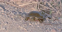 4K Painted Turtle digging in sand and rocks near sunset 