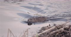 4K Muskrat swimming in lake and eating grass in shallow water, Slow Motion