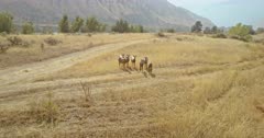 4K Aerial fly towards Rocky Mountain big horn sheep in grassy field