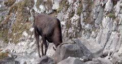 4K Bull Moose stands in mineral spring drinking zoom in - Slow Motion