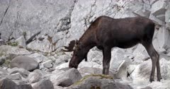 4K Bull Moose drinking from mineral spring - Slow Motion