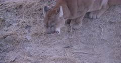 Cougar chewing on piece of deer carcass - close up 