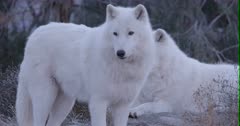Arctic Wolf forges for food at side of hill then walks up to 2nd wolf on top - Slow Motion