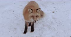 Red Fox scavengingin snow. lick lips - Slow Motion  