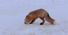 Red Fox scavenging in snow. nose in snow brings up rock in mouth - Slow Motion  
