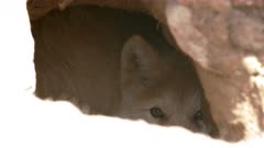 Wolf pup hiding in den on hot sunny day 