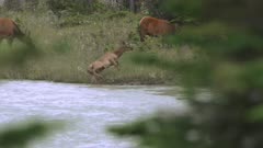 Elk crossing river, crippled calf struggles to getting out 