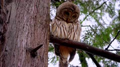 Barred Owl perched in Coastal Cedar watching prey on ground