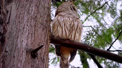 Barred Owl perched in Coastal Cedar looking in all directions