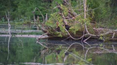 River Otter running and rolling around on moss cover stump in middle of lake 