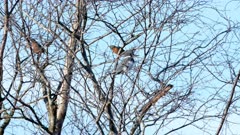 Belted Kingfisher resting in Tree preening, looking around, Robins behind