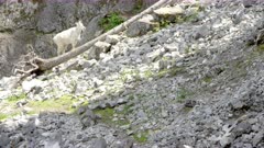 Mountain Goats band in mineral spring and ascending rocky cliff side in Rocky Mountains - pan/tilt up