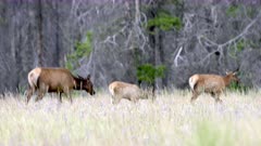 Elk calves, cows and a bull crossing through grass meadow