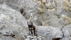 Stone Sheep with kid behind her high up on rock cliff - Slow Motion