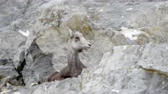 Stone Sheep lying down small ledge on rocky cliff - Slow Motion 
