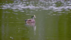 American Widgeon Drake leaves group and swims towards camera - snow