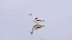 Avocet feeding in shallow waters - Slow Motion 