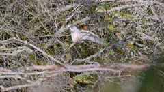 Black Crowned Night Heron waking up coming out from the branches - Slow Motion