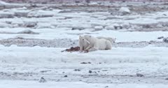 Mother polar bear and two cub lying on ice - Slow Motion 
