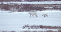 Mother Polar Bear and Cub walking across ice on frozen pond