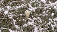 Black Crowned Night Herons (2) in snow covered branches, one sleeping, other watching - Slow Motion 