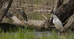 Little white heron black-crowned night heron in a swamp