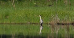 Big gray heron standing in a lake