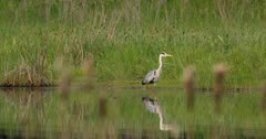 Big gray heron hunting in a lake