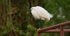 Little white heron on a metal pipe