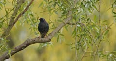 Common starling standing on a tree branch