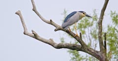Black-crowned Night-Heron on a tree branch
