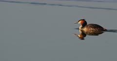 Great crested grebe swimming in a lake