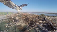 North American Osprey landing on nest