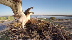 North American Osprey landing on nest