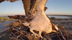 North American Osprey on nest eating fish