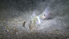 Bobbit Worm Captures Cardinalfish And Drags It Down Into Black Sand