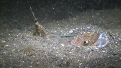 Bobbit Worm Captures Small Fish And Takes Down Into The Sand