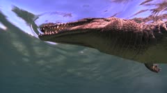 Close Shot Of American Crocodile From Below At The Surface Then Swimming Away