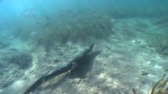 Wide Shot Of American Crocodile Swimming Along The Bottom Surrounded By Fish.