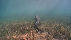 Following American Crocodile From Behind As It Swims Away.